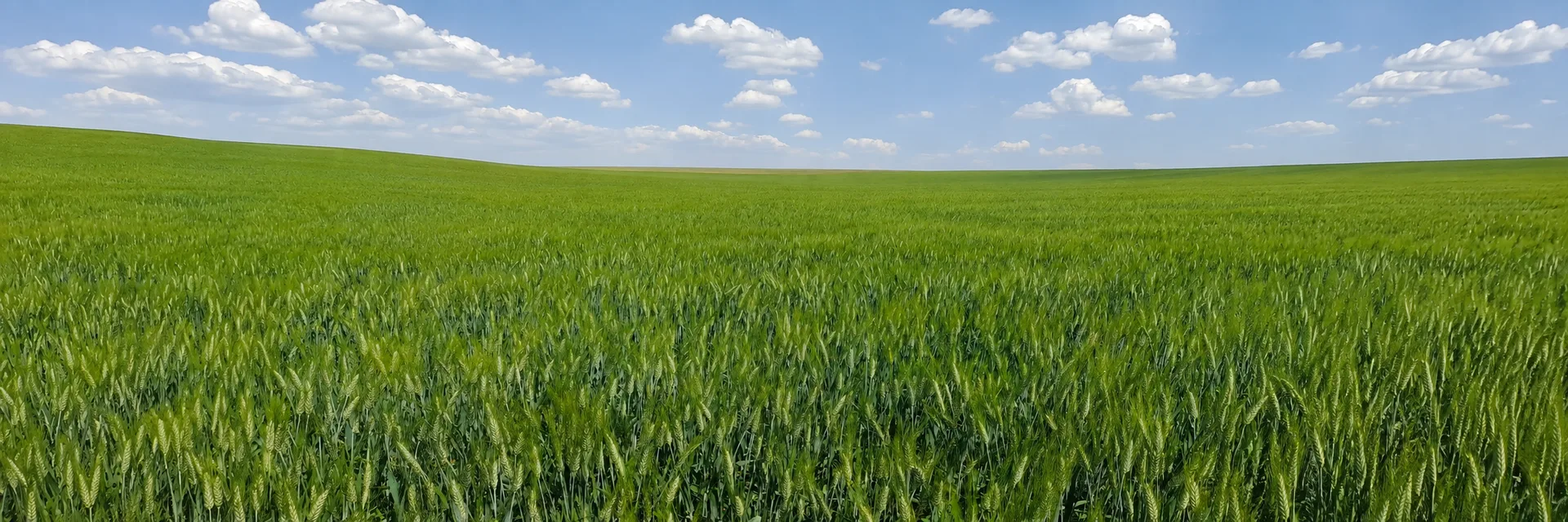 Panoramik sonsuz buğday tarlası